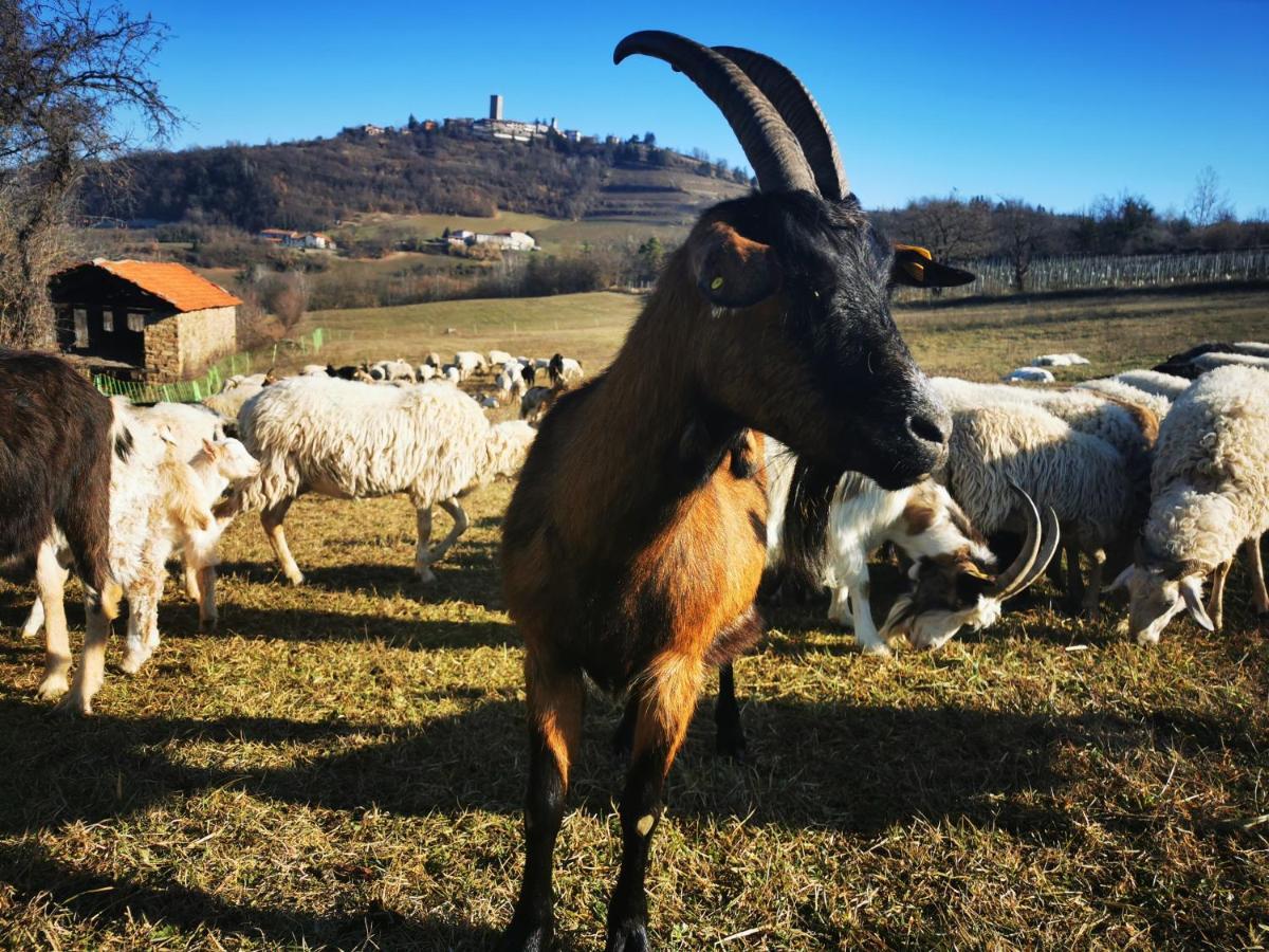 Agriturismo La Margherita San Giorgio Scarampi Exteriér fotografie