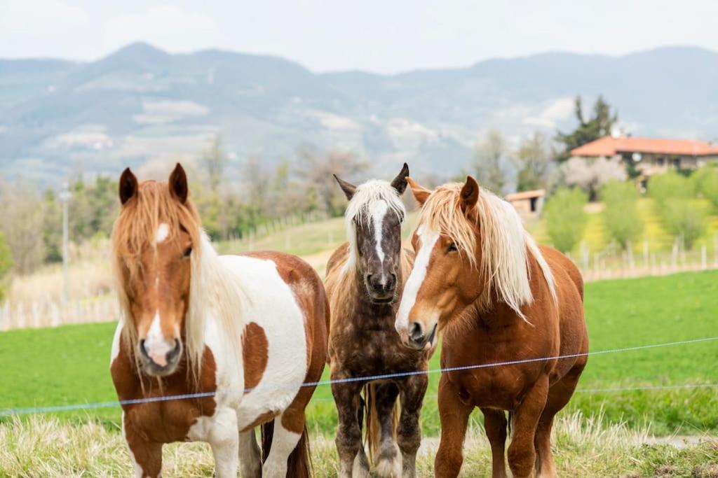 Agriturismo La Margherita San Giorgio Scarampi Exteriér fotografie